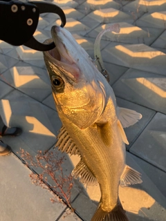 フッコ（タイリクスズキ）の釣果