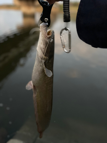 ナマズの釣果