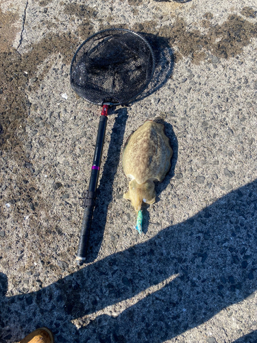 カミナリイカの釣果