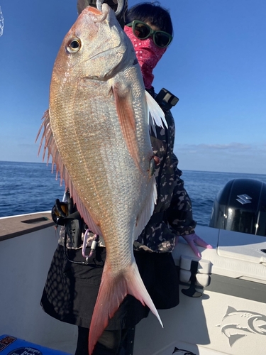 マダイの釣果