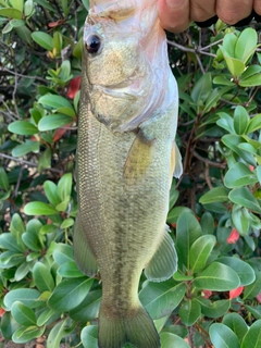 ラージマウスバスの釣果