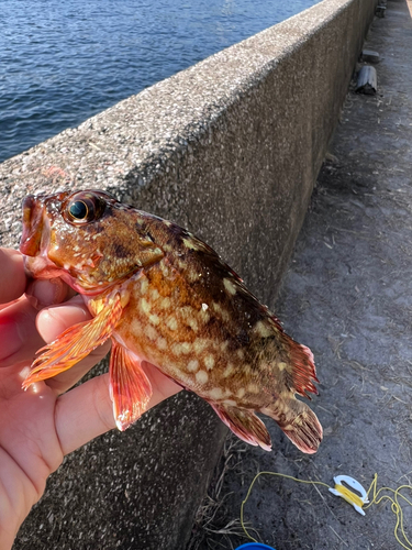 カサゴの釣果