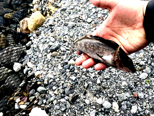 アイナメの釣果