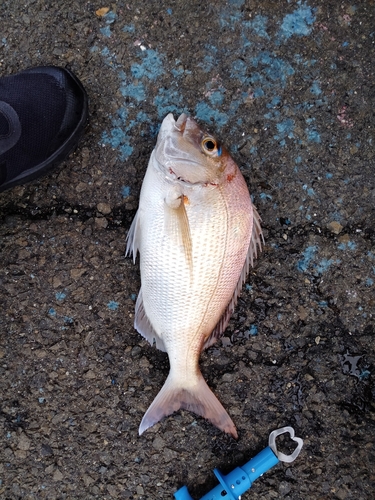 マダイの釣果