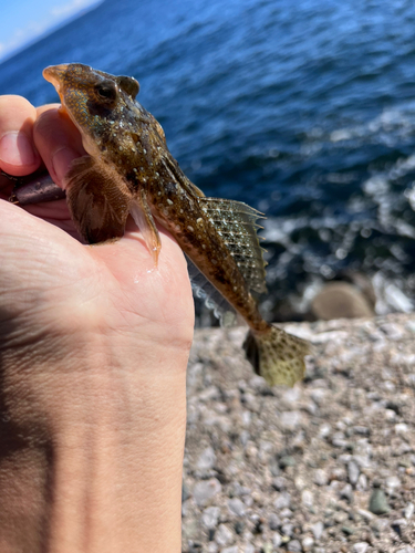 メゴチの釣果