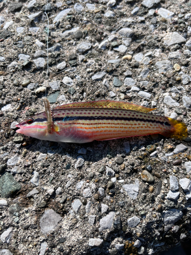 キュウセンの釣果