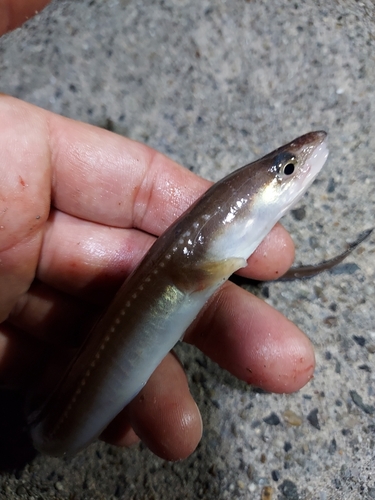 アナゴの釣果