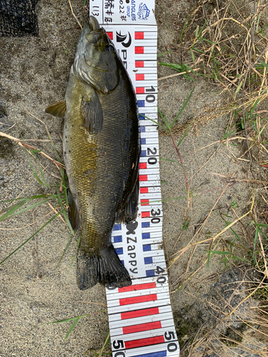 スモールマウスバスの釣果