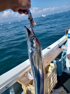 タチウオの釣果