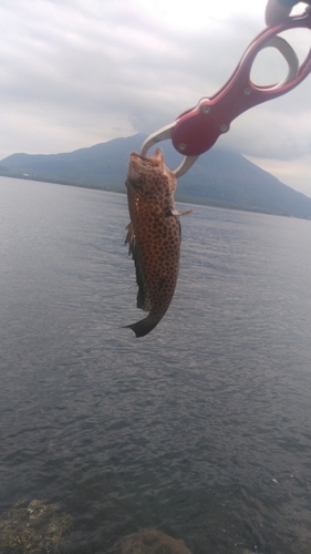 オオモンハタの釣果