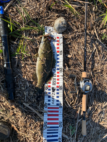 スモールマウスバスの釣果