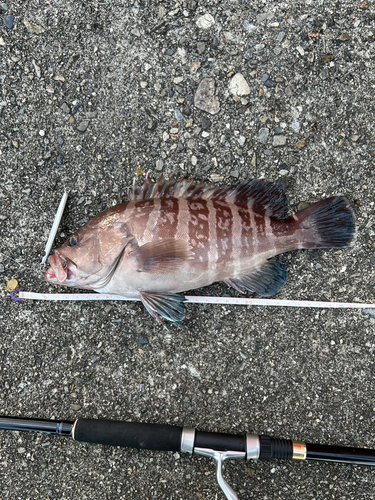 マハタの釣果