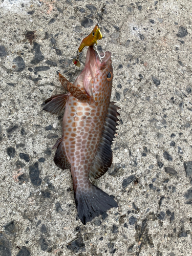 オオモンハタの釣果