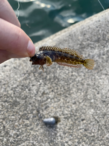 イソギンポの釣果