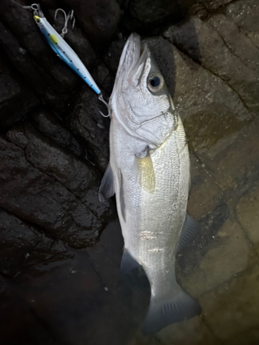 ヒラスズキの釣果