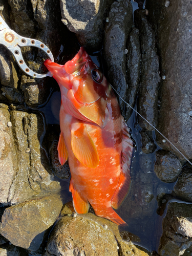 アカハタの釣果