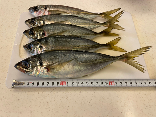 マアジの釣果