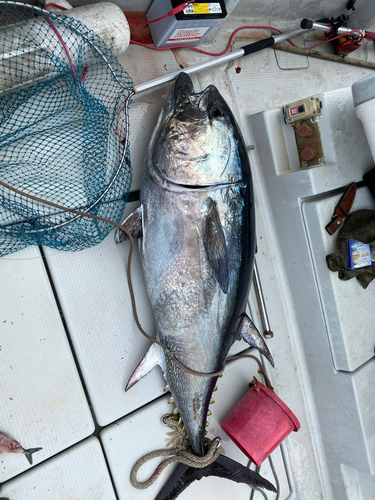 クロマグロの釣果