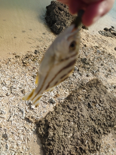 コトヒキの釣果