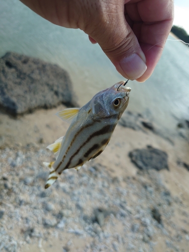 コトヒキの釣果