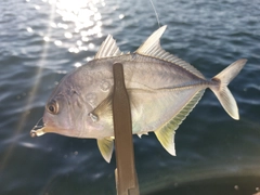 メッキの釣果