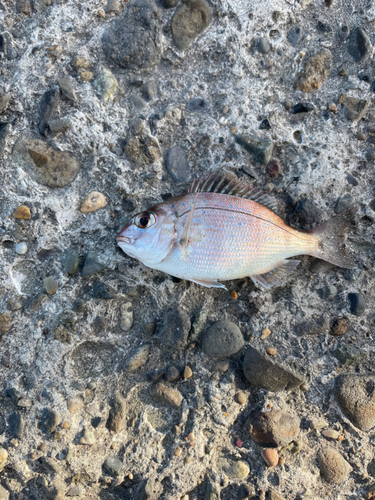 チャリコの釣果