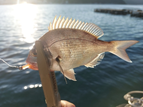 タイの釣果