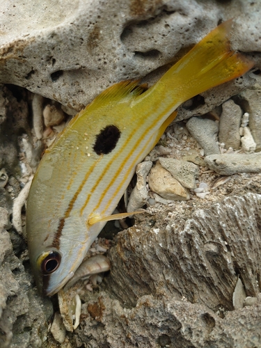 ヤマトビーの釣果