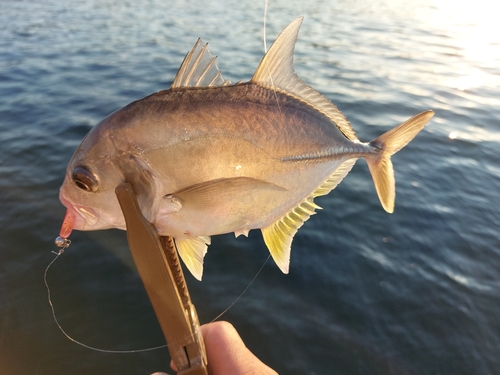 メッキの釣果