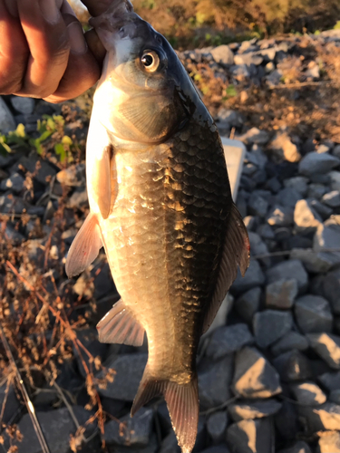 ヘラブナの釣果