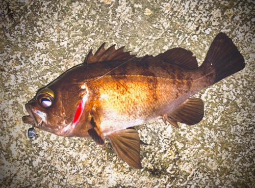 メバルの釣果