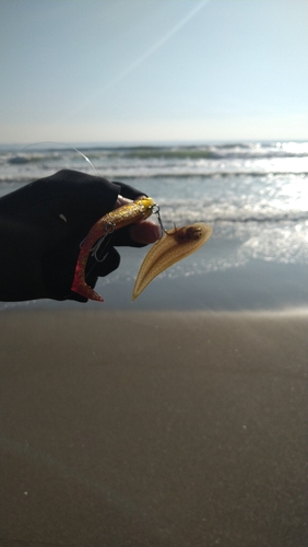 シタビラメの釣果