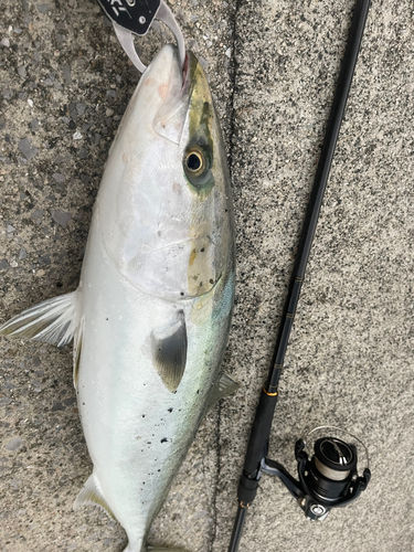 メジロの釣果