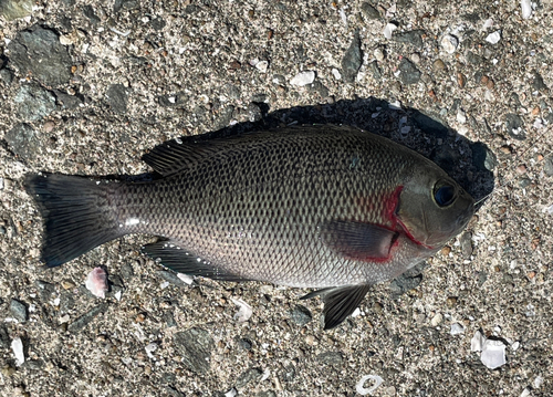 クロの釣果