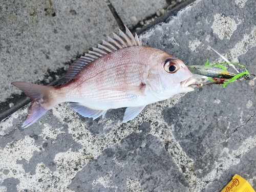 マダイの釣果