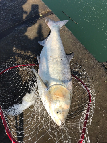 ハクレンの釣果