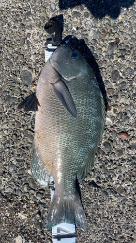 クチブトグレの釣果