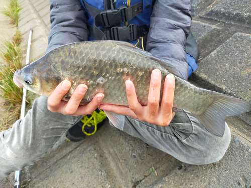 マブナの釣果