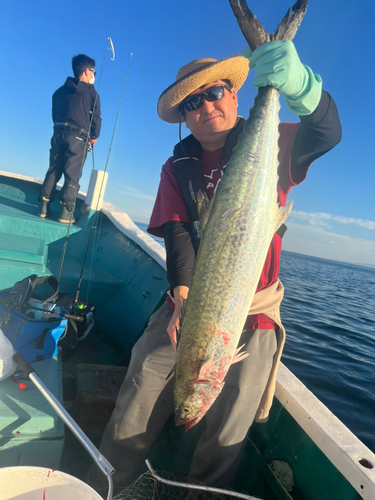 サワラの釣果