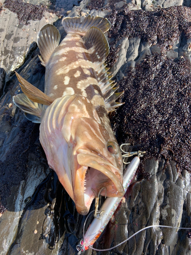 クエの釣果