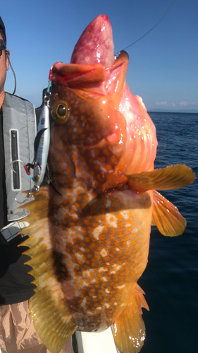 アコウの釣果