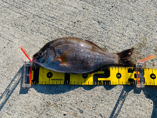 ウミタナゴの釣果