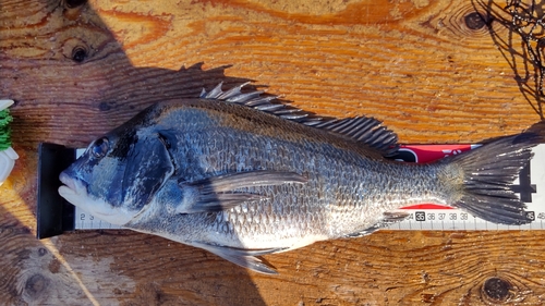 チヌの釣果