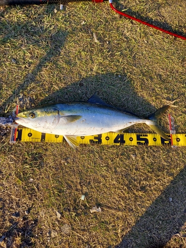 メジロの釣果