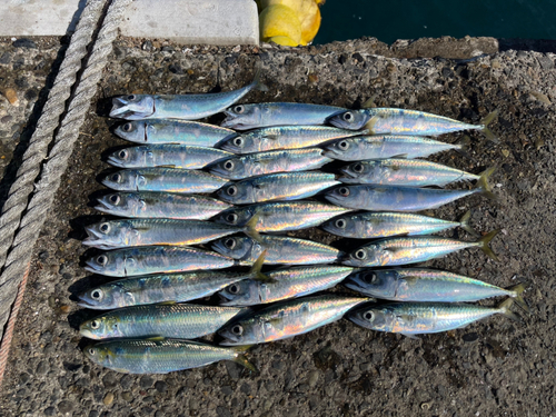 サバの釣果