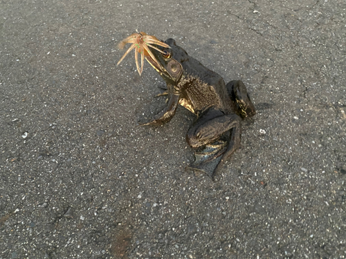 ブラックバスの釣果