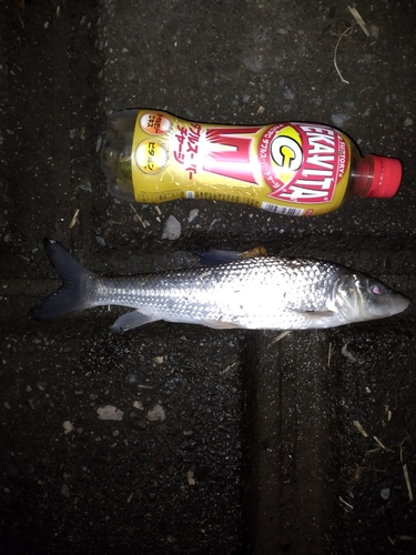 ニゴイの釣果