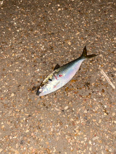 コノシロの釣果