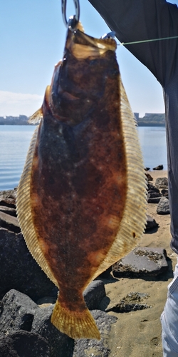 ヒラメの釣果