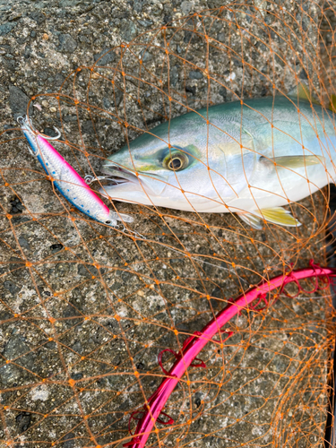 ハマチの釣果